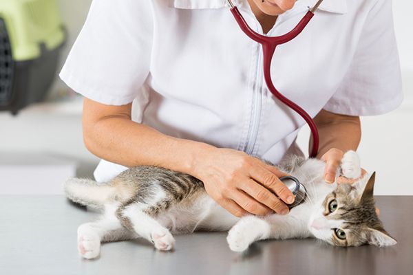 Pentingnya Pemeriksaan Rutin bagi Kesehatan Hewan Peliharaan